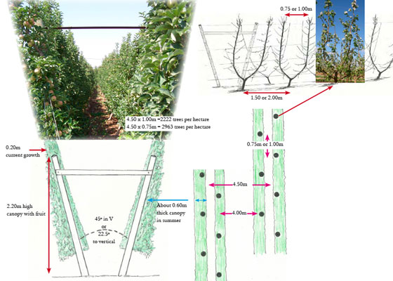 Tree design and productivity (part 4)